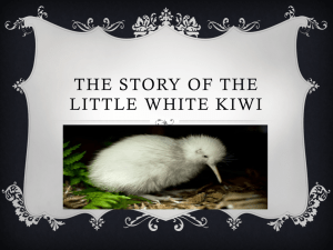 THE STORY OF THE LITTLE WHITE KIWI
