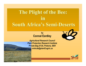 The Plight of the Bee: in South Africa’s Semi-Deserts Connal Eardley