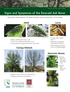 Signs and Symptoms of the Emerald Ash Borer Adult Larva