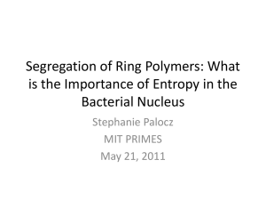 Segregation of Ring Polymers: What Bacterial Nucleus Stephanie Palocz