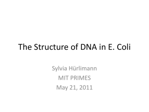 The Structure of DNA in E. Coli Sylvia Hürlimann MIT PRIMES