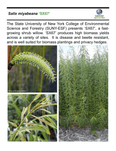 The State University of New York College of Environmental Salix miyabeana ‘SX67’