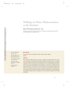 Walking on Water: Biolocomotion at the Interface