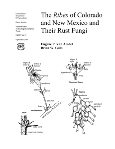 Ribes and New Mexico and Their Rust Fungi