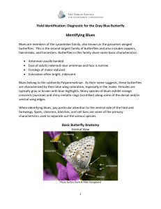 Identifying Blues Field Identification: Diagnostic for the Gray Blue Butterfly