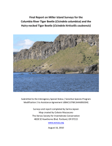 Final Report on Miller Island Surveys for the   Cicindela columbica Cicindela hirticollis couleensis  