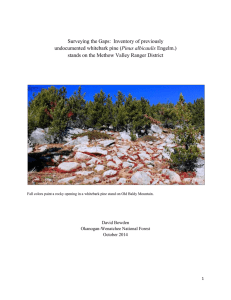 Surveying the Gaps:  Inventory of previously Pinus albicaulis