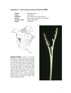 (Farrar 2005). Botrychium paradoxum  Ophioglossaceae