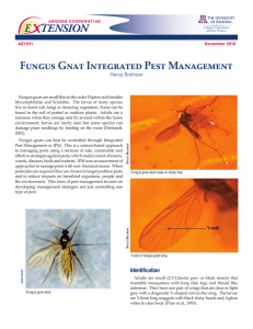 E    TENSION Fungus Gnat Integrated Pest Management Stacey Bealmear