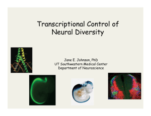 Transcriptional Control of Neural Diversity Jane E. Johnson, PhD UT Southwestern Medical Center