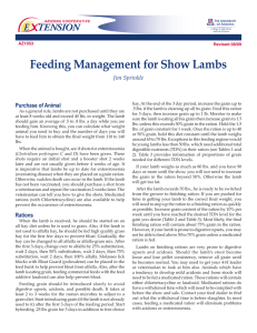 Feeding Management for Show Lambs E    TENSION