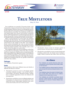 True Mistletoes E    TENSION