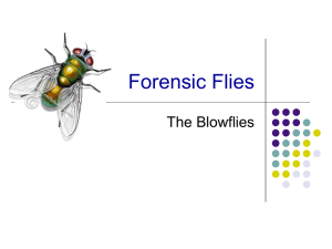 Forensic Flies The Blowflies