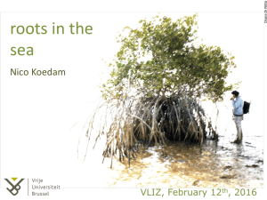 roots in the sea  Nico Koedam