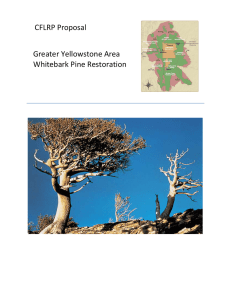 CFLRP Proposal Greater Yellowstone Area Whitebark Pine Restoration
