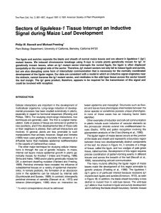 /ígu/e/ess-1 Signal during Maize Leaf Development Freeling’ Philip W.