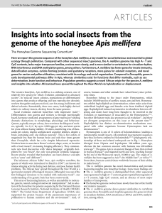 ARTICLES Insights into social insects from the The Honeybee Genome Sequencing Consortium*