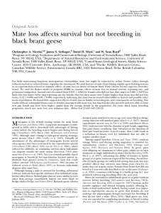 Mate loss affects survival but not breeding in black brant geese