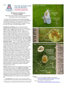 Identification and Biology of the Ficus Whitefly