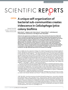 A unique self-organization of bacterial sub-communities creates Cellulophaga lytica colony biofilms