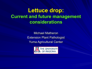 Lettuce drop: Current and future management considerations Michael Matheron