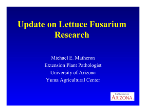 Update on Lettuce Fusarium Research Michael E. Matheron Extension Plant Pathologist