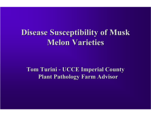 Disease Susceptibility of Musk Melon Varieties Tom Turini -