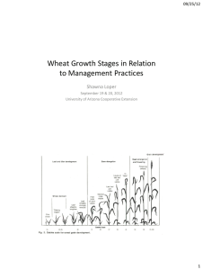 Wheat Growth Stages in Relation to Management Practices Shawna Loper 09/25/12
