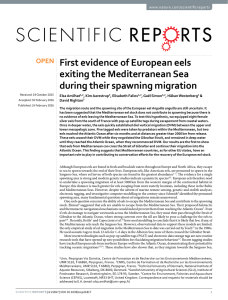 First evidence of European eels exiting the Mediterranean Sea www.nature.com/scientificreports