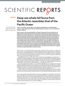 Deep-sea whale fall fauna from the Atlantic resembles that of the