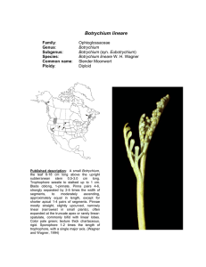 Botrychium Ophioglossaceae Moonwort