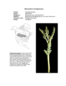 Botrychium michiganense  Moonwort Family