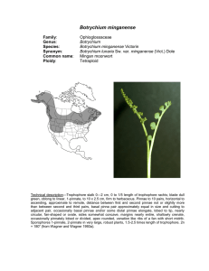 Botrychium minganense  Ophioglossaceae Mingan moonwort