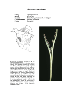 Botrychium paradoxum  Family Genus