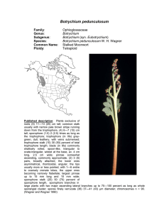 Botrychium pedunculosum  Family Genus