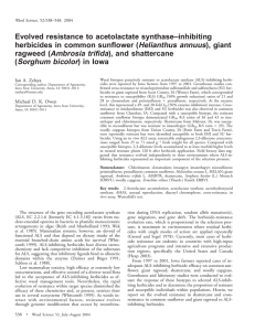 Evolved resistance to acetolactate synthase–inhibiting Helianthus annuus), giant
