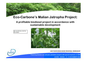 Eco-Carbone’s Malian Jatropha Project: A profitable biodiesel project in accordance with