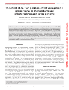 JIL-1 proportional to the total amount of heterochromatin in the genome Keywords: