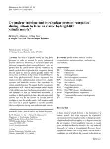 Do nuclear envelope and intranuclear proteins reorganize