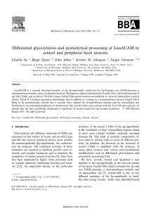 Di¡erential glycosylation and proteolytical processing of LeechCAM in