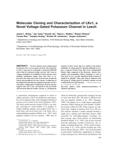 Molecular Cloning and Characterization of LKv1, a