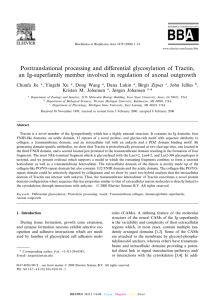 Posttranslational processing and di¡erential glycosylation of Tractin,