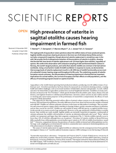 High prevalence of vaterite in sagittal otoliths causes hearing www.nature.com/scientificreports