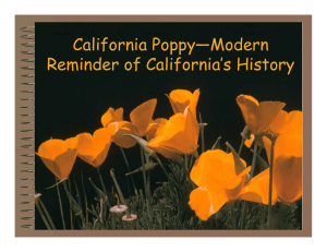 California Poppy—Modern Reminder of California’s History