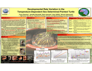 Developmental Rate Variation in the Temperature-Dependent Sex Determined Painted Turtle Tracy Pearson