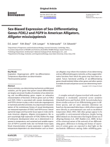Sex-Biased Expression of Sex-Differentiating FOXL2 Alligator mississippiensis Original  Article
