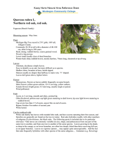Quercus rubra L.  Northern red oak, red oak.