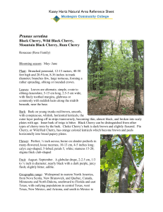 Prunus serotina Kasey Hartz Natural Area Reference Sheet