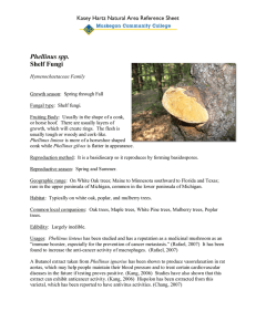 Phellinus spp. Shelf Fungi Kasey Hartz Natural Area Reference Sheet