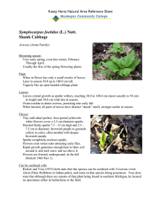 Symplocarpus foetidus Skunk Cabbage Kasey Hartz Natural Area Reference Sheet
